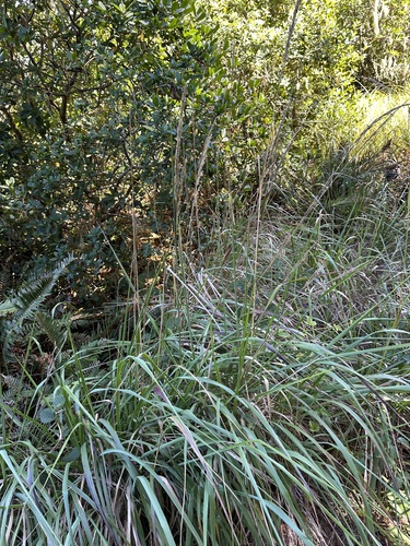 Image of Calamagrostis nutkaensis by no rights reserved