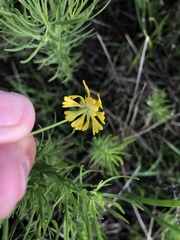 Helenium amarum amarum