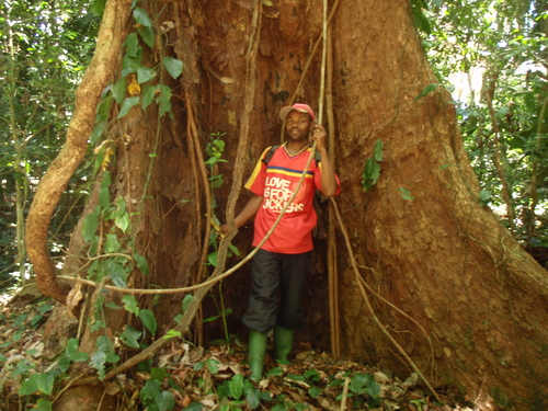 East African Camphor-Wood (Ocotea usambarensis)