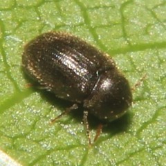 Sculptotheca puberula