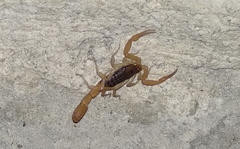 Centruroides ochraceus