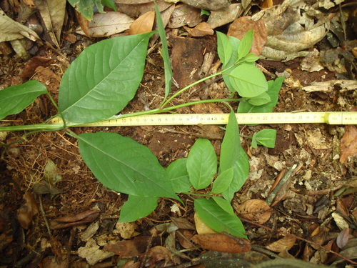 Image of Ocotea usambarensis by (c) Carrie Seltzer, some rights reserved (CC BY)