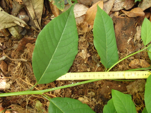 Image of Ocotea usambarensis by (c) Carrie Seltzer, some rights reserved (CC BY)