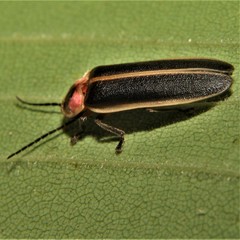 Photinus indictus