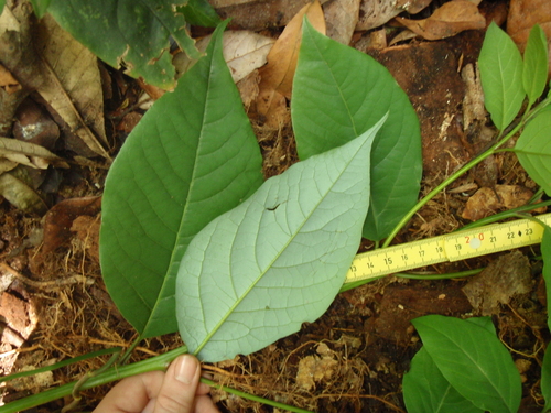 Image of Ocotea usambarensis by (c) Carrie Seltzer, some rights reserved (CC BY)