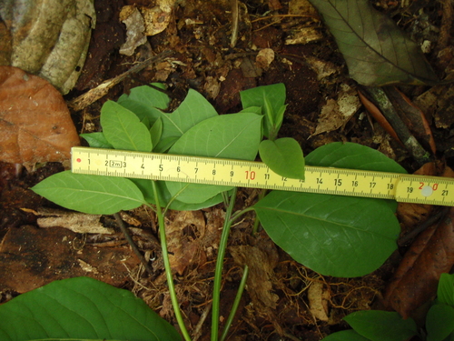 Image of Ocotea usambarensis by (c) Carrie Seltzer, some rights reserved (CC BY)