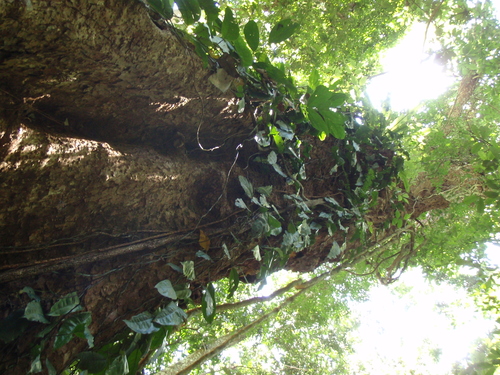 Image of Ocotea usambarensis by (c) Carrie Seltzer, some rights reserved (CC BY)
