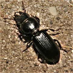 Scarites vicinus