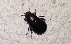 Dyscinetus laevipunctatus