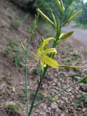 Asphodeline liburnica