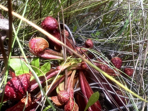 Sarracenia psittacina