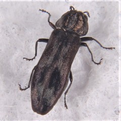 Agrilus subcinctus