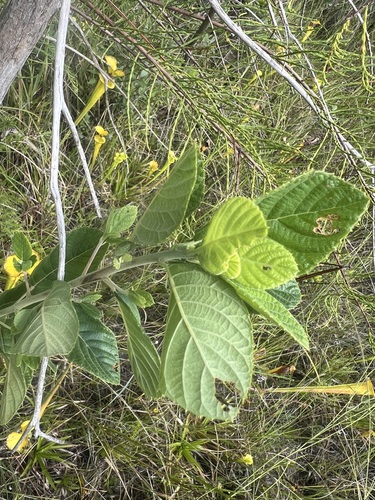 Clethra tomentosa (Clethra tomentosa)