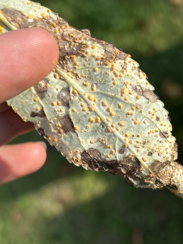Ferrugem-do-Álamo (Melampsora medusae)
