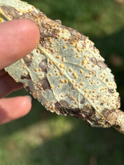 Ferrugem-do-Álamo (Melampsora medusae)