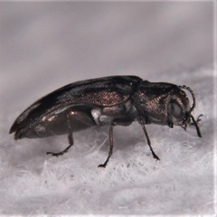 Agrilus subcinctus