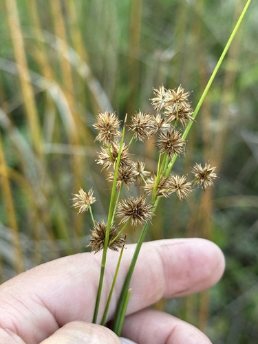 Image of Juncus nodosus by no rights reserved