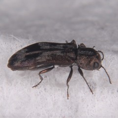 Agrilus subcinctus