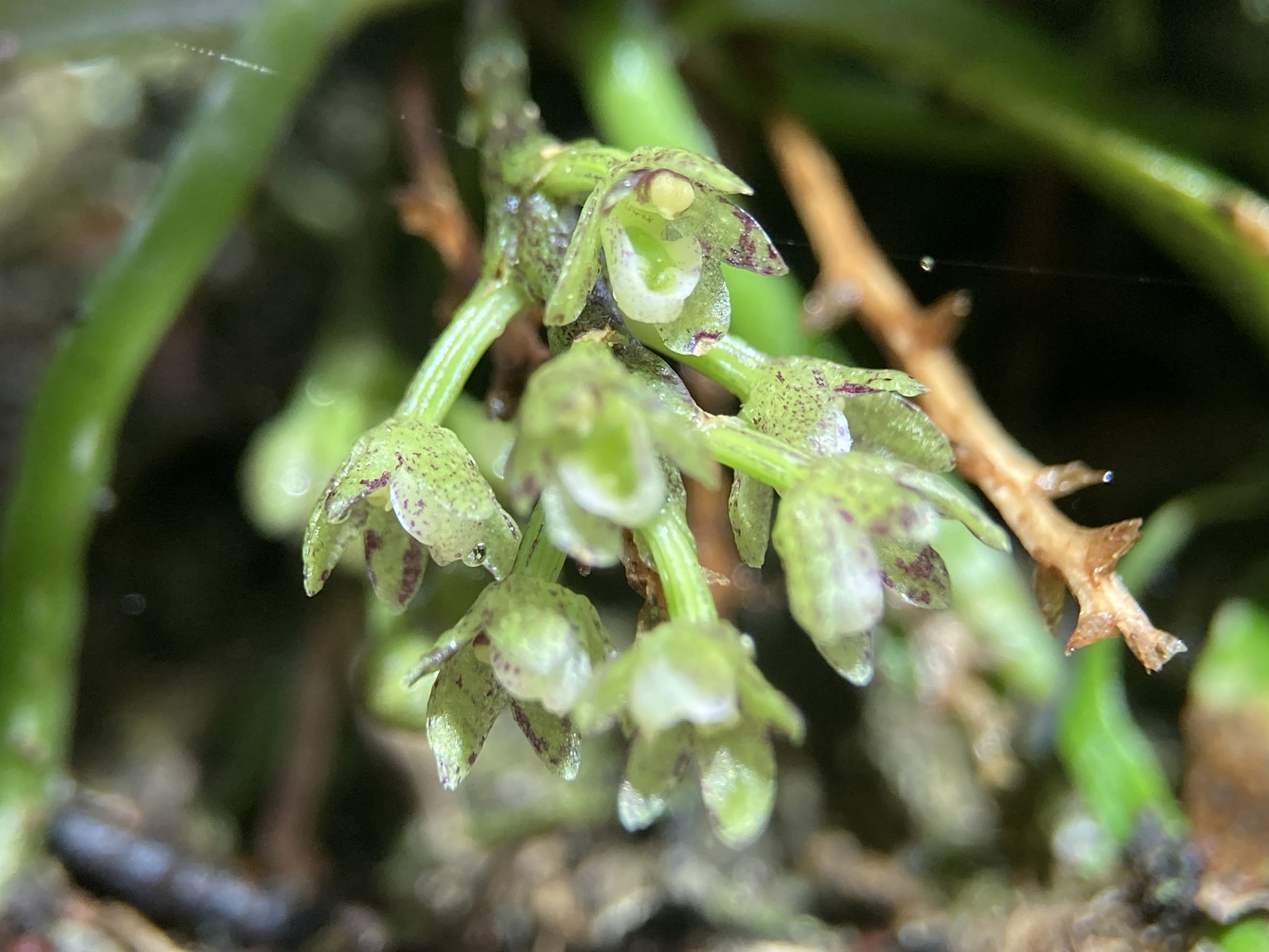 Drymoanthus