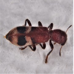 Enoclerus rosmarus