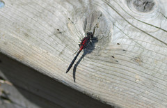 Leucorrhinia proxima