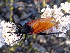 Mydas xanthopterus