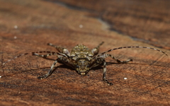 Oreodera brailovskyi