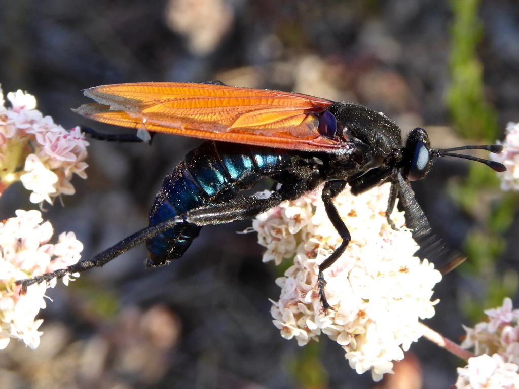Mydas xanthopterus