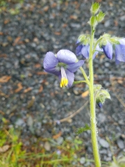 Polemonium acutiflorum