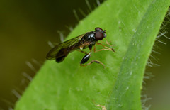 Sphegina