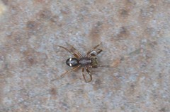 Asagena americana