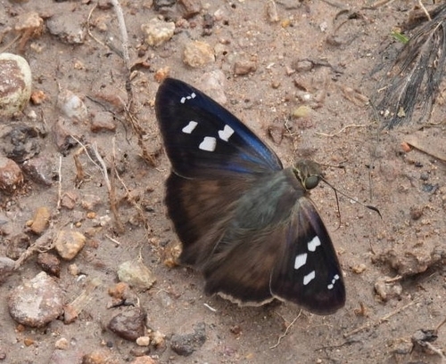 Polygonus pardus