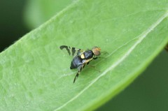 Rhagoletis cerasi