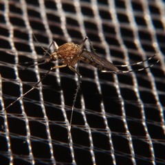 Ochlerotatus
