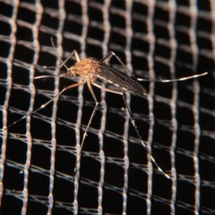 Ochlerotatus