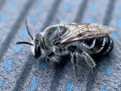 Colletes latitarsis