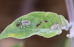 Trichobaris compacta