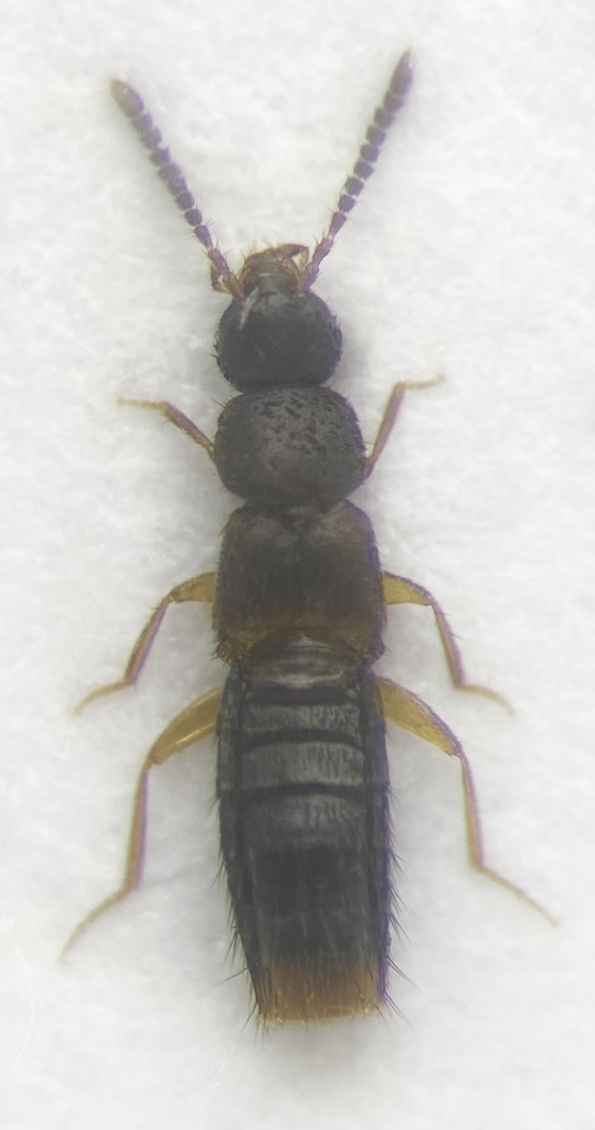 Lesser-winged Minute Rove Beetle