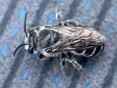 Colletes latitarsis