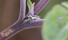 Trichobaris compacta