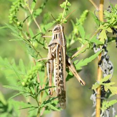 Schistocerca americana