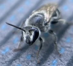 Colletes latitarsis