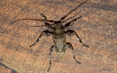 Oreodera brailovskyi