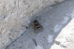 Ancistrocerus waldenii