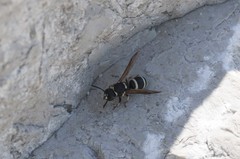 Ancistrocerus waldenii