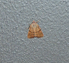 Homorthodes rectiflava