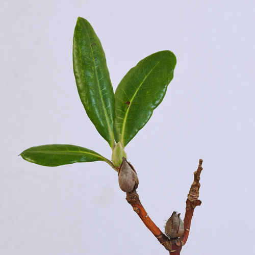 Rhododendron Blight