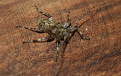 Oreodera brailovskyi