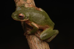 Small-Eard Hyla photo 1