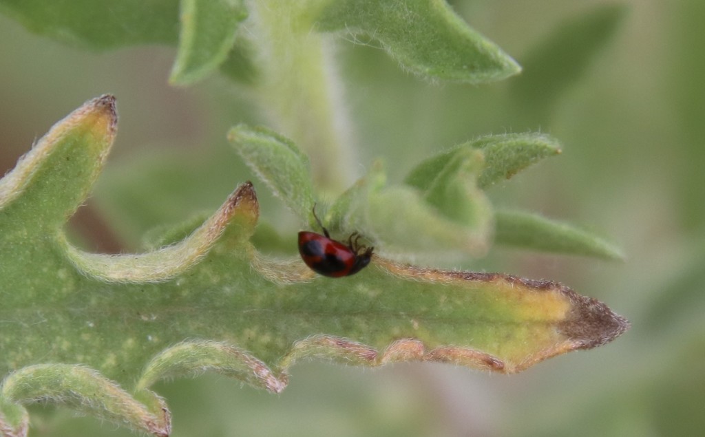 Batman Lady Beetle